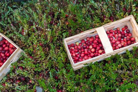 The Cranberry Magical Bumblebee: A Valuable Indicator Species
